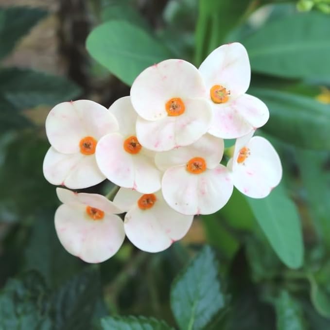 Hardy Crown of Thorn Live Plant, White Euphorbia Milii Tree, 1 Year Old Plant, 5-10 Inches in Tall, No Pot, Indoor Outdoor Décor Succulent Cactus