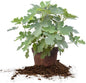 Perfect Plants Black Mission Fig Tree Live Plant, 3 Gallon, Includes Care Guide