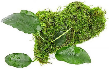 Live Aquarium Plants on Driftwood, Lava Rock, Moss Mat - Freshwater Fish Tank Plants (Anubias Barteri w/Christmas Moss, Driftwood (Medium))
