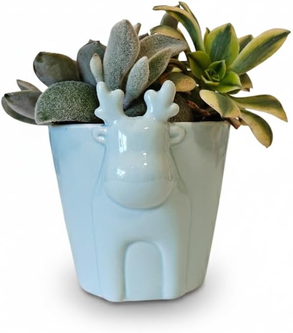 Live Succulents Plant in 4" Mint Reindeer Head Ceramic Pot Ideas 2025, for Plant Lover, Gifts for Dad, Boyfriend, Grandfather