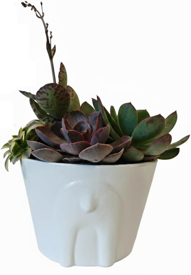 Live Succulents Plant in 6" White Reindeer Head Ceramic Pot Ideas 2025, for Plant Lover, Gifts for Wife, Mom, Grandmother