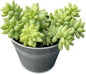 Donkey's Tail with 4" Vintage Metal Pot, Live Sedum Morganianum-Burro's Tail Succulent with Soil Mix, Rare House Plant for Home Office Wedding Indoor Outdoor Decoration, DIY Projects, Party Favor