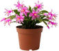 Pink Christmas Cactus Plants Live in 4 Inch Pot, Vibrant Christmas Cactus Blooms, Perennial Holiday Cactus Plant Flower Succulent Houseplant
