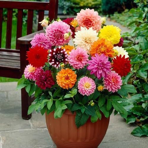 Gardenera Premium Dahlia Potting Soil Mix - Ideal for Growing Vibrant and Healthy Dahlias - 2 Quart
