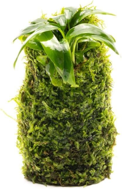 Live Aquarium Plants on Driftwood, Lava Rock, Moss, Fiber Mat - Freshwater Fish Tanks - Easy, Beginner Friendly (Anubias Minima on Christmas Moss Tower)