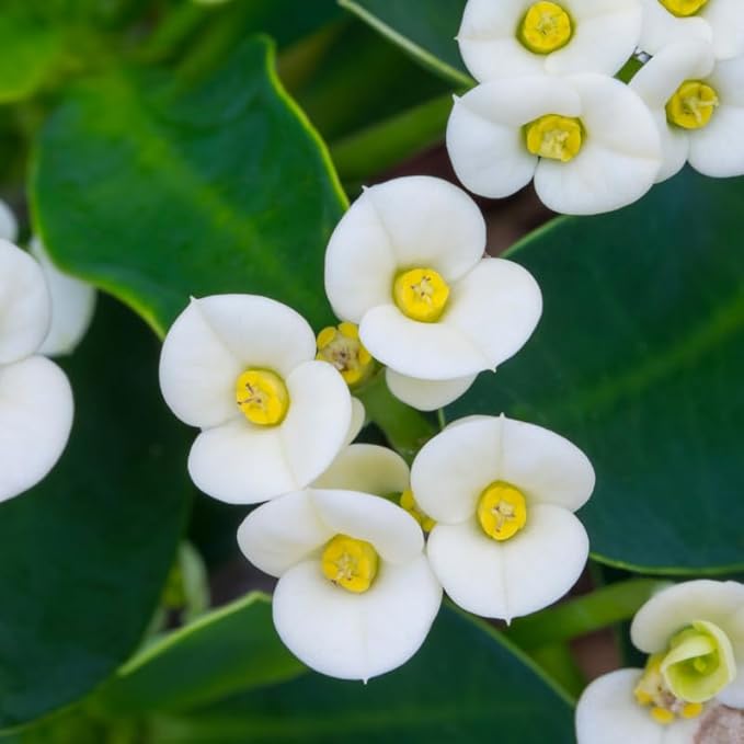 Hardy Crown of Thorn Live Plant, White Euphorbia Milii Tree, 1 Year Old Plant, 5-10 Inches in Tall, No Pot, Indoor Outdoor Décor Succulent Cactus