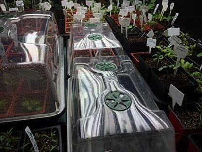 EarlyGrow 70738 Medium Domed Propagator, 15" x 9" x 7", Black/Dark Green