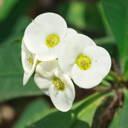 Hardy Crown of Thorn Live Plant, White Euphorbia Milii Tree, 1 Year Old Plant, 5-10 Inches in Tall, No Pot, Indoor Outdoor Décor Succulent Cactus