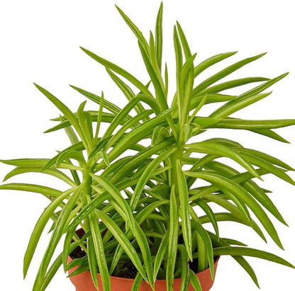 Peperomia Green Bean Live Plant for Indoor | Different Houseplants in 4'' & 6'' Pot | Real House Plant for Living Room, Office, Desk & Bathroom | Ferreyrae | Pincushion