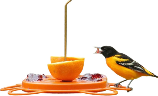 Birds Choice Oriolefest Oriole Bird Feeder | Hanging Bird Feeder for Jelly, Oranges & Nectar | 4 Feeding Ports & Trays with Ant Moat & Bee Guards | Sturdy for Garden & Backyard | 12 oz, Orange