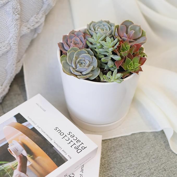 Live Succulents Plant in 6" White Minimalist Planter, Unique Succulent Arrangement in Decorative Pot, Succulent Decoration Ideas