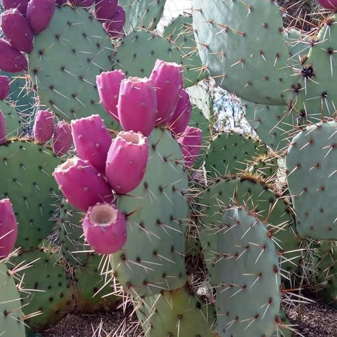 Prickly Pear Cactus Plants Live, 3.5 Inch Pot Purple Prickly Pear Cactus Plant, Hardy Perennial Succulents Plant