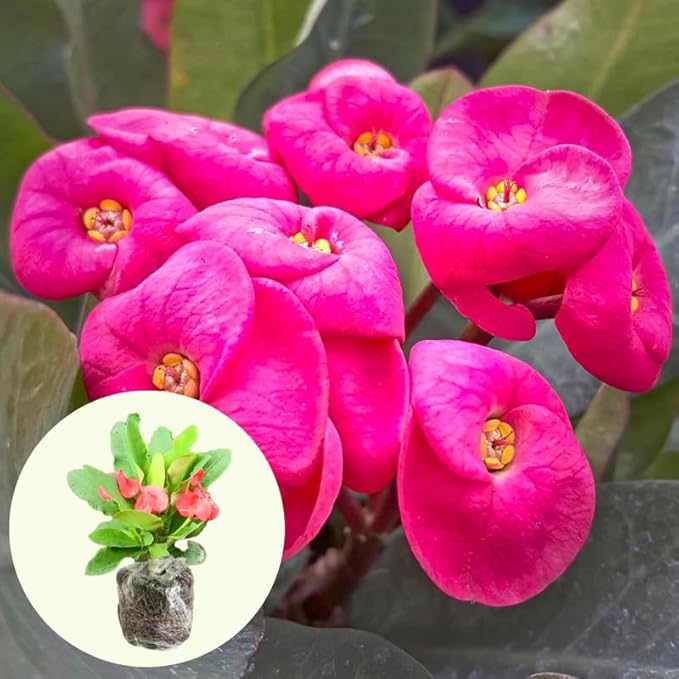 Hardy Crown of Thorn Live Plant, Pink Euphorbia Milii Tree, 1 Year Old Plant, 5-10 Inches in Tall, No Pot, Indoor Outdoor Décor Succulent Cactus