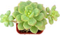 Sprout N Green Echeveria Tango, Rare Live Succulent Fully Rooted in 2 inch Starter Pot with Soil Mix, House Plant for Indoor Outdoor Home Office Wedding Decoration Party Favor