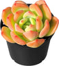 Sprout N Green Echeveria Sweet Orange, Rare Live Succulent Plant Fully Rooted with Soil, Home Office Indoor Outdoor Wedding Decoration DIY Projects Party Favor