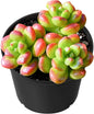 Sprout N Green Sedum lucidum Obesum, Live Succulent Fully Rooted in 2 inch Starter Pot, House Plant for Indoor Outdoor Home Office Wedding Decoration Party Favor