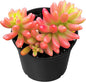 Sprout N Green Sedum Rubrotinctum 'Roseum', Mini Live Succulent Fully Rooted in 2 inch Starter Pot, House Plant for Indoor Outdoor Home Office Wedding Decoration Party Favor