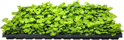 Japanese Holly Fern - 3 Live Plants - Cyrtomium Falcatum Rochfordianum