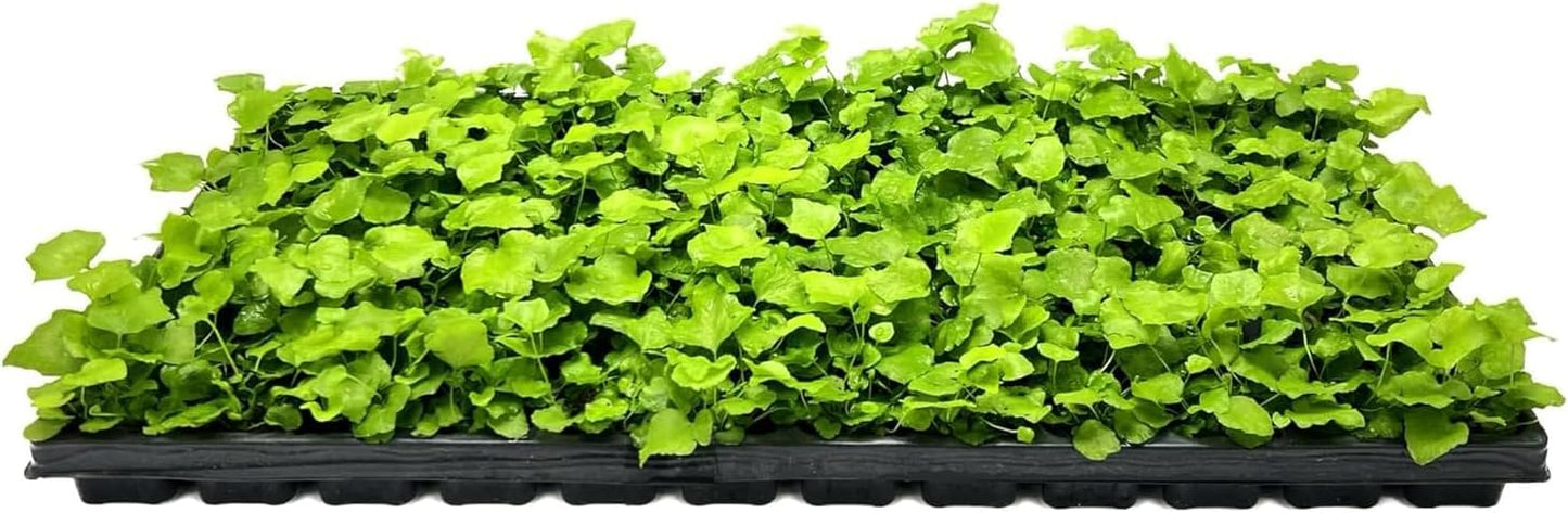 Japanese Holly Fern - 10 Live Plants - Cyrtomium Falcatum Rochfordianum