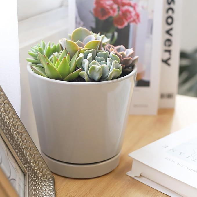 Live Succulents Plant in 6" Grey Minimalist Planter, Perfect Succulent Arrangement for Any Décor