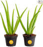 Costa Farms Aloe Vera Live Plants in Plastic Pots, Easy to Maintain, Air Purifying Indoor Succulent Houseplants, Home or Room Decor, House Warming or Birthday Gift, 12-18 Inches Tall, Pack of 2