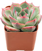 Live Succulent Echeveria 'Silhouette', Approx 2-inch Large, Potted Succulents, Fully Rooted, Easy Care House Plants