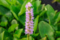 Pickerel Rush Live Pond Plant for Water Garden (Pink Pickerel Rush, 1)