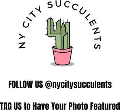 Monstera Deliciosa Live Plant With 4 Inch Pot - Monstera Swiss Cheese Plant - Split Leaf Indoor Plants Live Houseplants - Easy to Care Plants For Home, Office, Wedding Decor & Gift(Heat Pack Included)