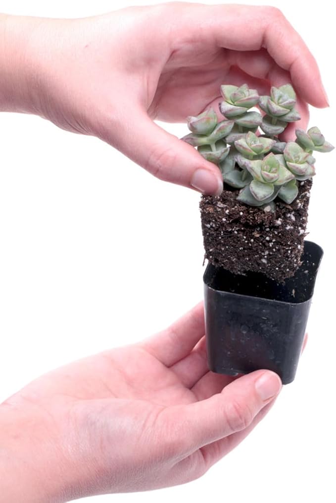 Mountain Crest Gardens Trailing & Strings Succulent Pack - 24 Live Plants in 2 Inch Pots - Real Succulents for Hanging Planters, Home Decor, and DIY Arrangements