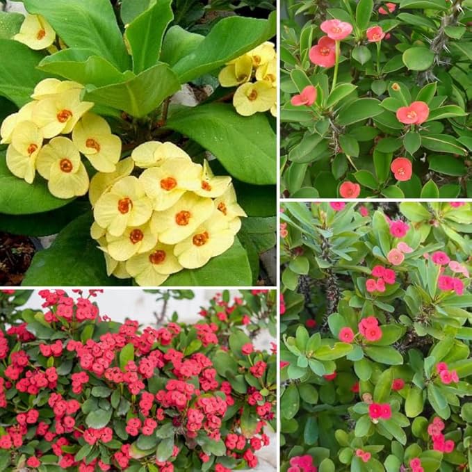 Hardy Crown of Thorn Live Plant, Random Euphorbia Milii Tree, 1 Year Old Plant, 5-10 Inches in Tall, No Pot, Indoor Outdoor Décor Succulent Cactus