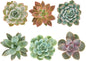 Shop Succulents Rosette Succulent Plant Pack Collection - Live Mini Succulent Plants, Low Maintenance, Floral Shaped Mix of Colors & Textures - Wedding and Party Favors, Gift & Garden, Pack of 6