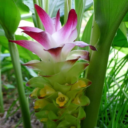 Premium Live Black Turmeric (Curcuma caesia) Plants - Rare Herbal Medicinal Plant, Perfect for Home Gardens (2 Black Turmeric Bags)