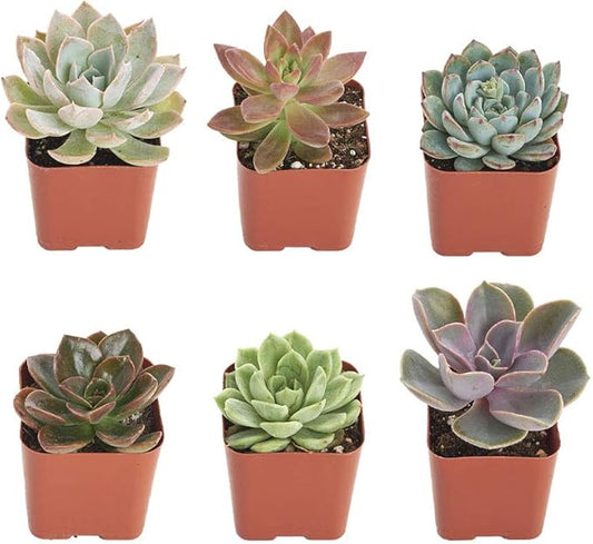 Shop Succulents Rosette Succulent Plant Pack Collection - Live Mini Succulent Plants, Low Maintenance, Floral Shaped Mix of Colors & Textures - Wedding and Party Favors, Gift & Garden, Pack of 6