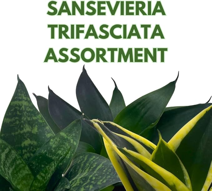 BubbleBlooms Sansevieria Trifasciata Assortment 3 Different Dwarf Rosette-Shaped Snake Plants in 2 inch pots