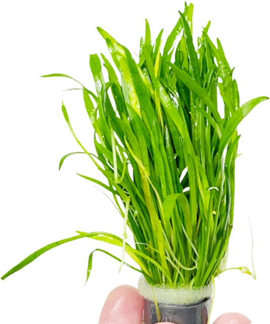 Micro Sword Lilaeopsis Novaezelandiae Bundle Live Aquarium Plant Decorations BUY2GET1FREE