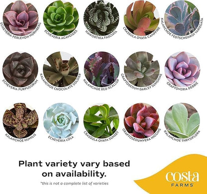 Costa Farms Live Succulents Garden, Assorted Plant Varieties in Decorative Pot, Easy to Maintain Succulent Indoor Houseplants, Room Decor, House Warming or Birthday Gift, 6 Inches Tall