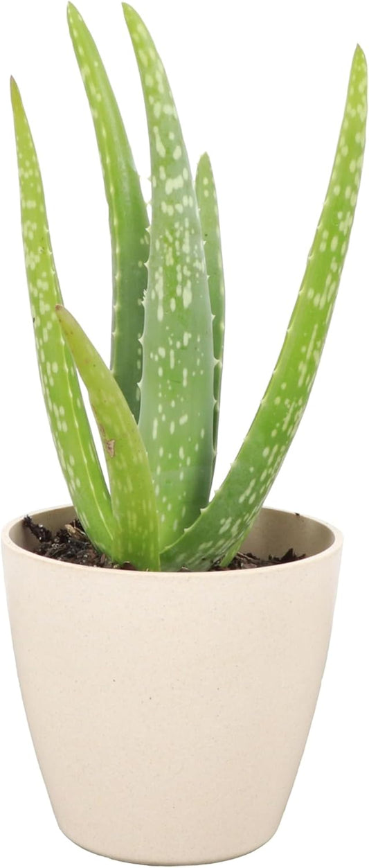 Thorsen's Greenhouse Aloe Vera, Live Indoor Plant, Aloe barbadensis, Easy to Grow, Succulent, Natural Air Purifier, 4" Diameter Pot (Natural)
