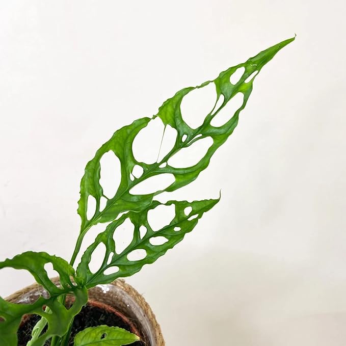 Gardenera Organic Planting Mix - Provide Your Plants with The Perfect Foundation for Thriving Growth - 4 QUARTS