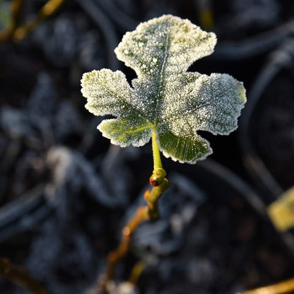 Chicago Hardy 2 Pack