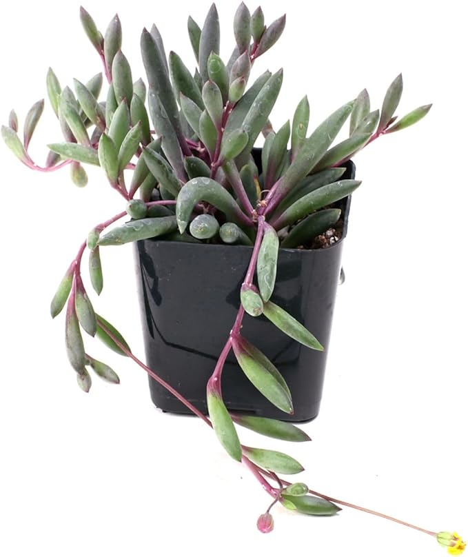 Mountain Crest Gardens Trailing & Strings Succulent Pack - 24 Live Plants in 2 Inch Pots - Real Succulents for Hanging Planters, Home Decor, and DIY Arrangements