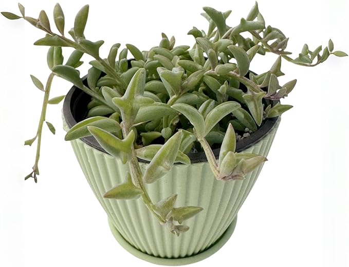 String of Dolphins in 4 inch Green Stripe Pot, Live Succulent Plant Fully Rooted in Pots with Soil, Rare House Plant for Home Office Wedding Decoration DIY Projects Party