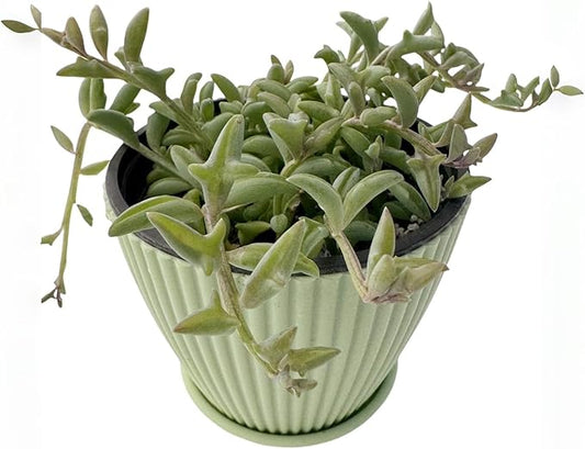 String of Dolphins in 4 inch Green Stripe Pot, Live Succulent Plant Fully Rooted in Pots with Soil, Rare House Plant for Home Office Wedding Decoration DIY Projects Party