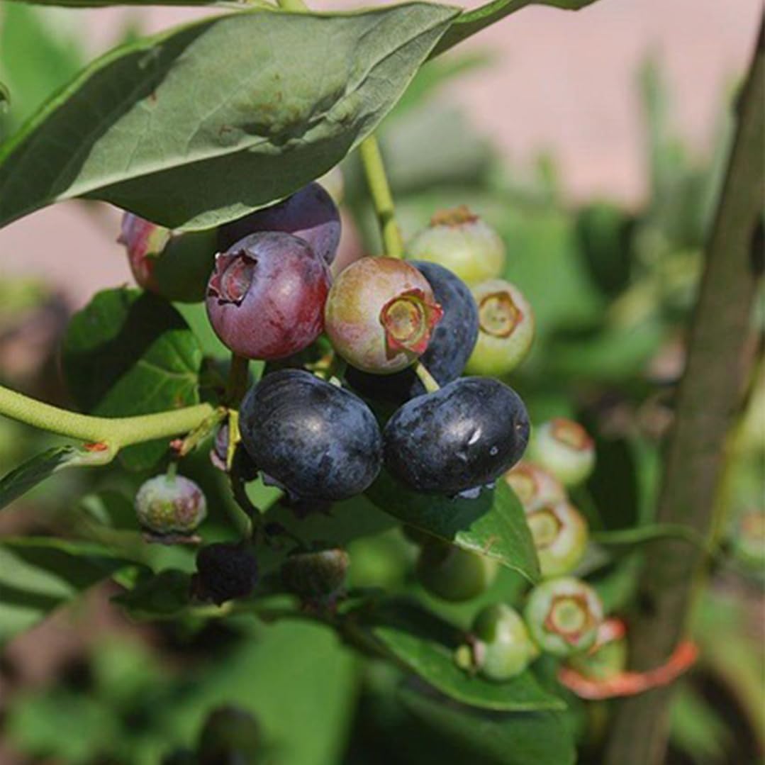 Pink Lemonade Blueberry (Chandler)
