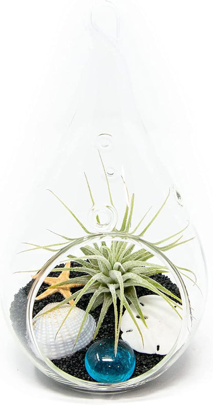 Glass Teardrop Beach Plant Terrarium - Air Plant, Sand, Starfish and Shell in Propagation Jar - Home and Garden Decor Plants Pot - Easy Care Indoor and Outdoor Plants Vase (1 Teardrop - Black Sand)