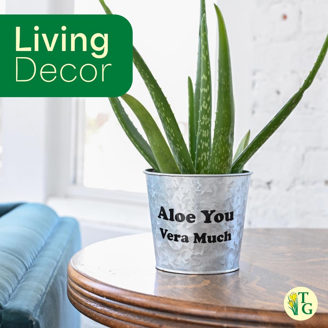 Thorsen's Greenhouse Aloe Vera, Live Indoor Plant, Aloe barbadensis, Easy to Grow, Succulent, Natural Air Purifier, 4" Diameter Pot (Lavender)