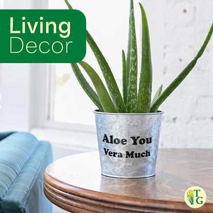 Thorsen's Greenhouse Aloe Vera, Live Indoor Plant, Aloe barbadensis, Easy to Grow, Succulent, Natural Air Purifier, 4" Diameter Pot (Sage)