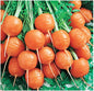 Round Baby Parisian Carrots Seeds A Delicacy Prised by Gourmet Restaurants Delicious Carrot Vegetable - 1000 Seeds