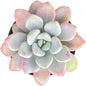 Live Succulent Echeveria 'Mottled Deer', Approx 2-inch Large, Potted Succulents, Fully Rooted, Easy Care House Plants