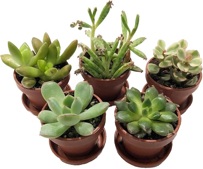Mini Succulent Collection - Fairy Gardens/Terrarium - 5 Plants 1" pots + Saucers