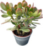 Golden Jade with Vintage Metal Pot, Live Crassula Ovata 'Hummel Sunset' Succulent, Rare Cute Plant, Home Office Décor
